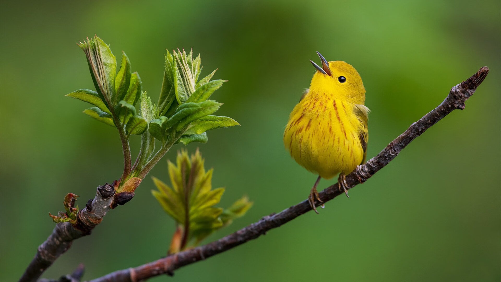 库里签发死神入场券,当最冷血弧线洞穿最热地狱