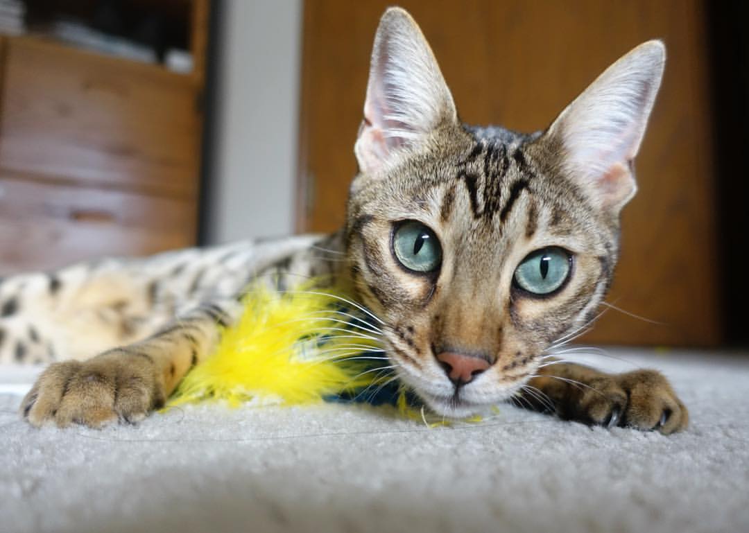 定海神针乔治一箭定江山,雄鹿摧枯拉朽速胜灰熊