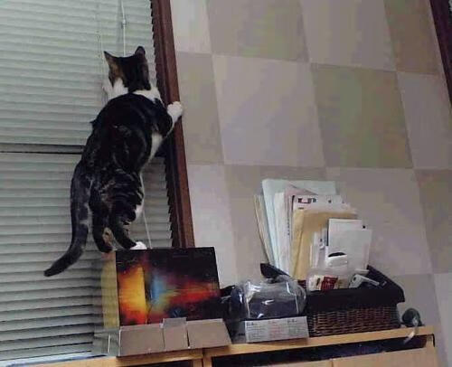 南十字星照亮的蓝白旗帜，当澳大利亚精神征服欧冠之夜