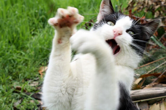 当保罗在足球场接管比赛，体育世界里的唯一性光芒