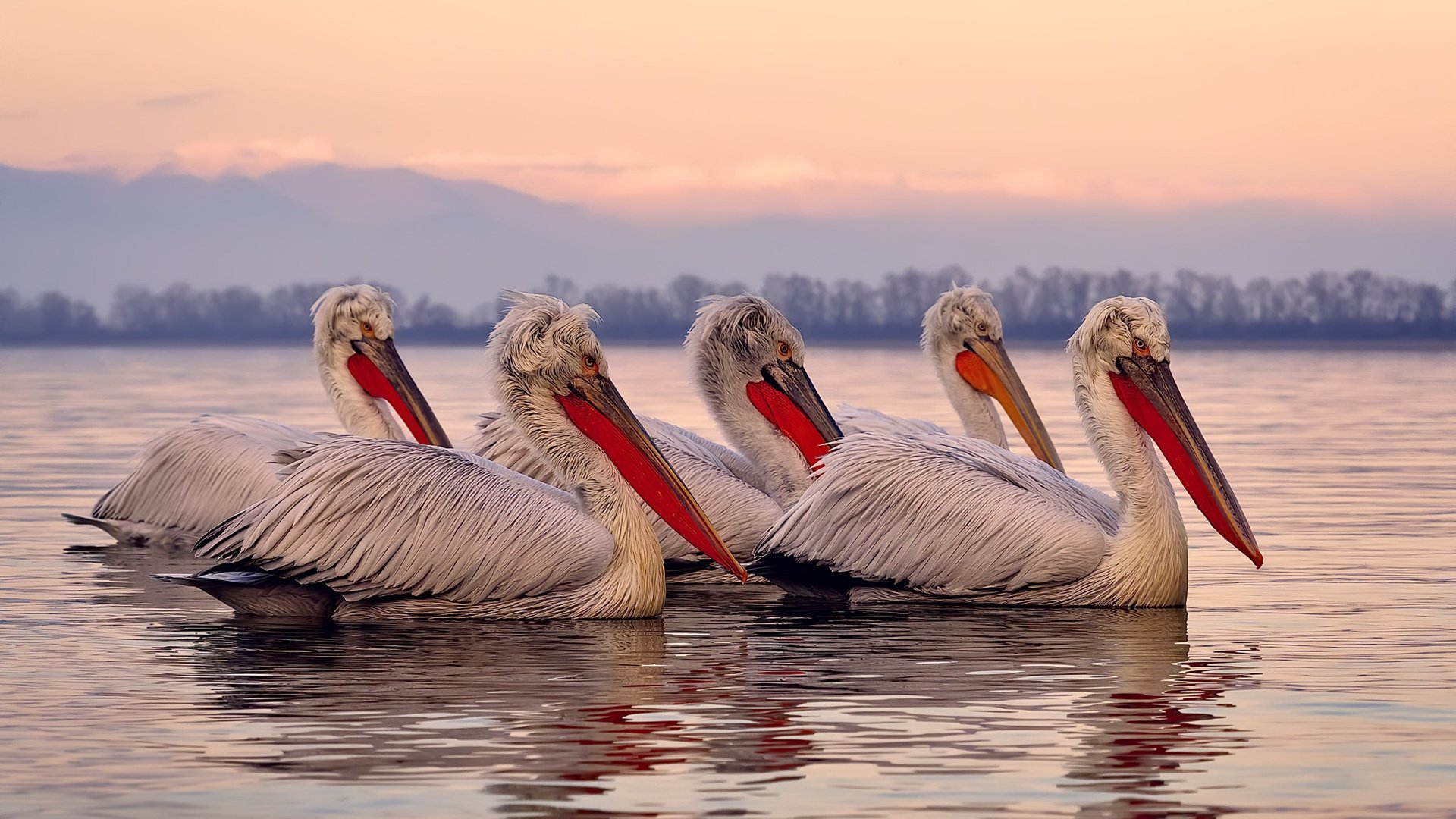 篮球平行宇宙,森林狼铁血啃下硬仗,西亚卡姆跨海接管欧冠之夜