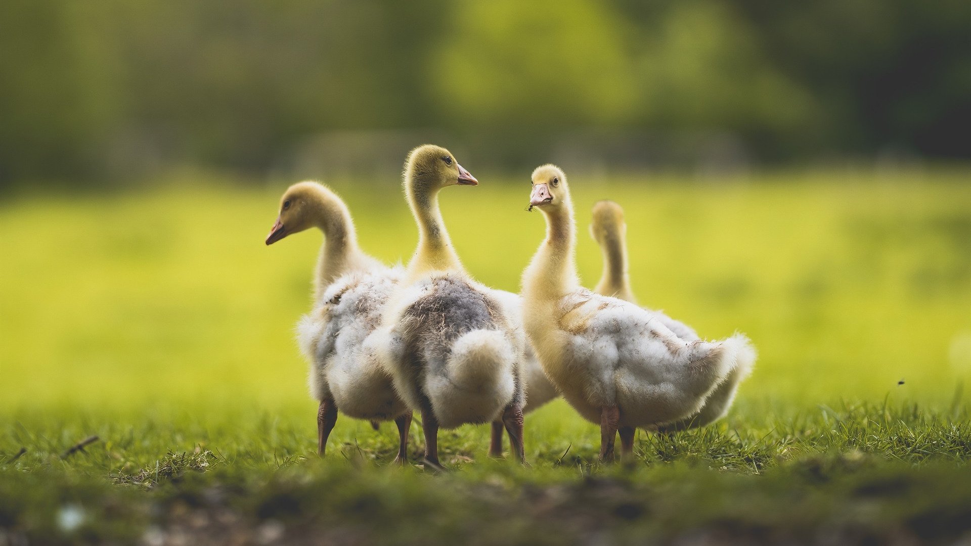 单骑救主还是铁血团队？奥利维耶爆发助雷恩险胜哥伦比亚硬仗
