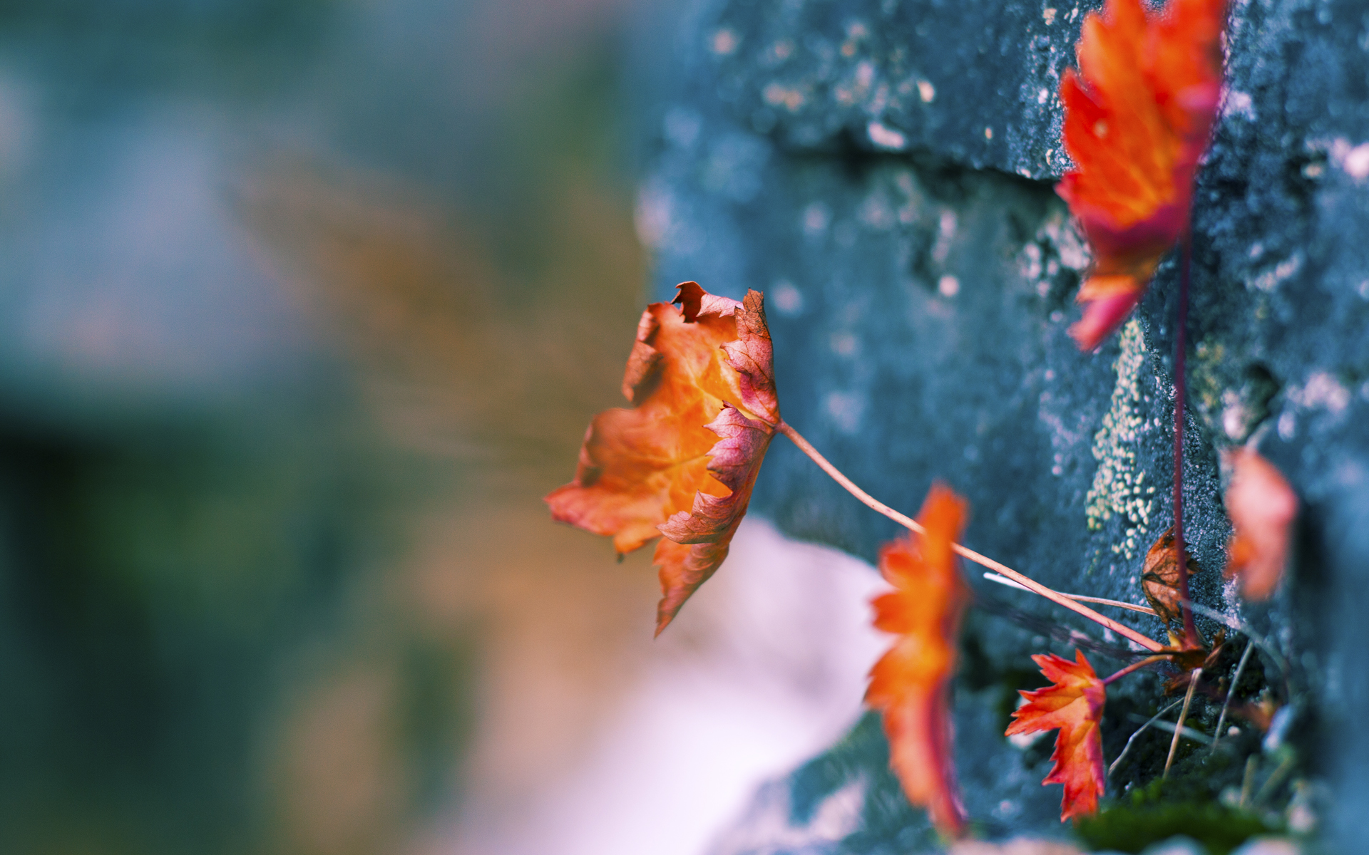 终结者之夜！巴黎铁血闯关，斯坦福桥见证新王加冕