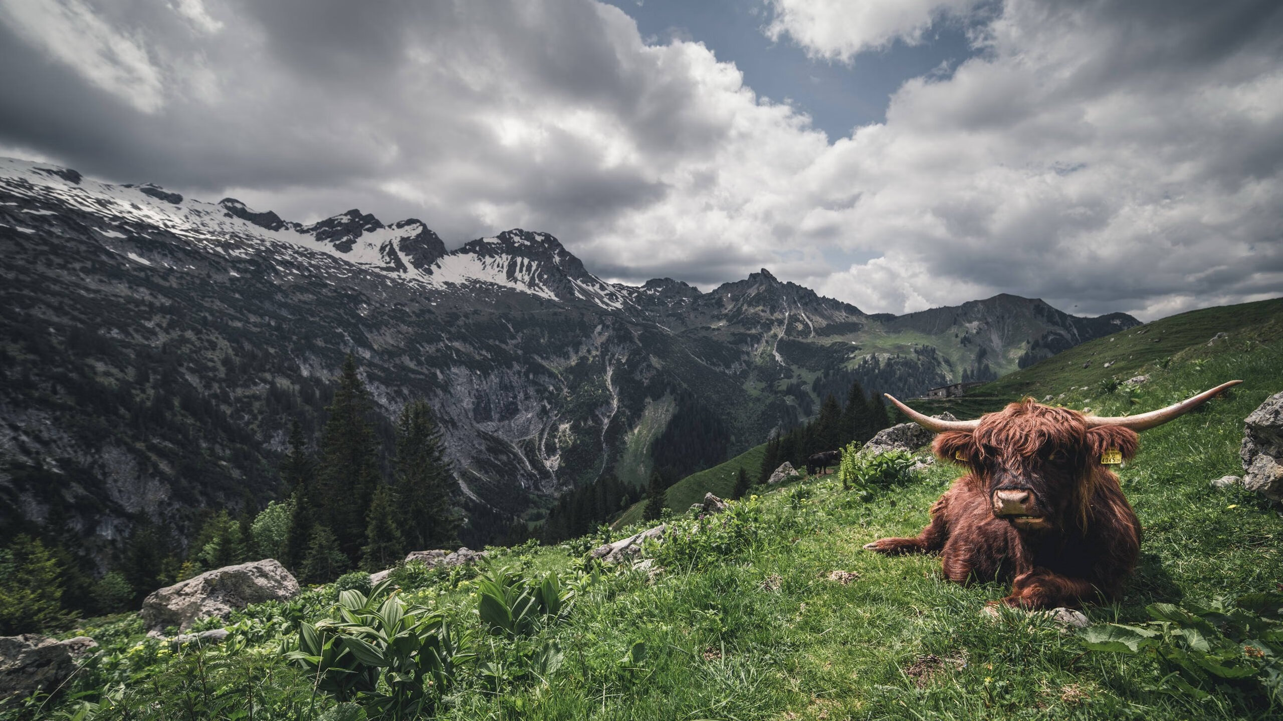 唯一的变量，当摩纳哥对阵亚特兰大的方程式，被迪马利亚彻底重写