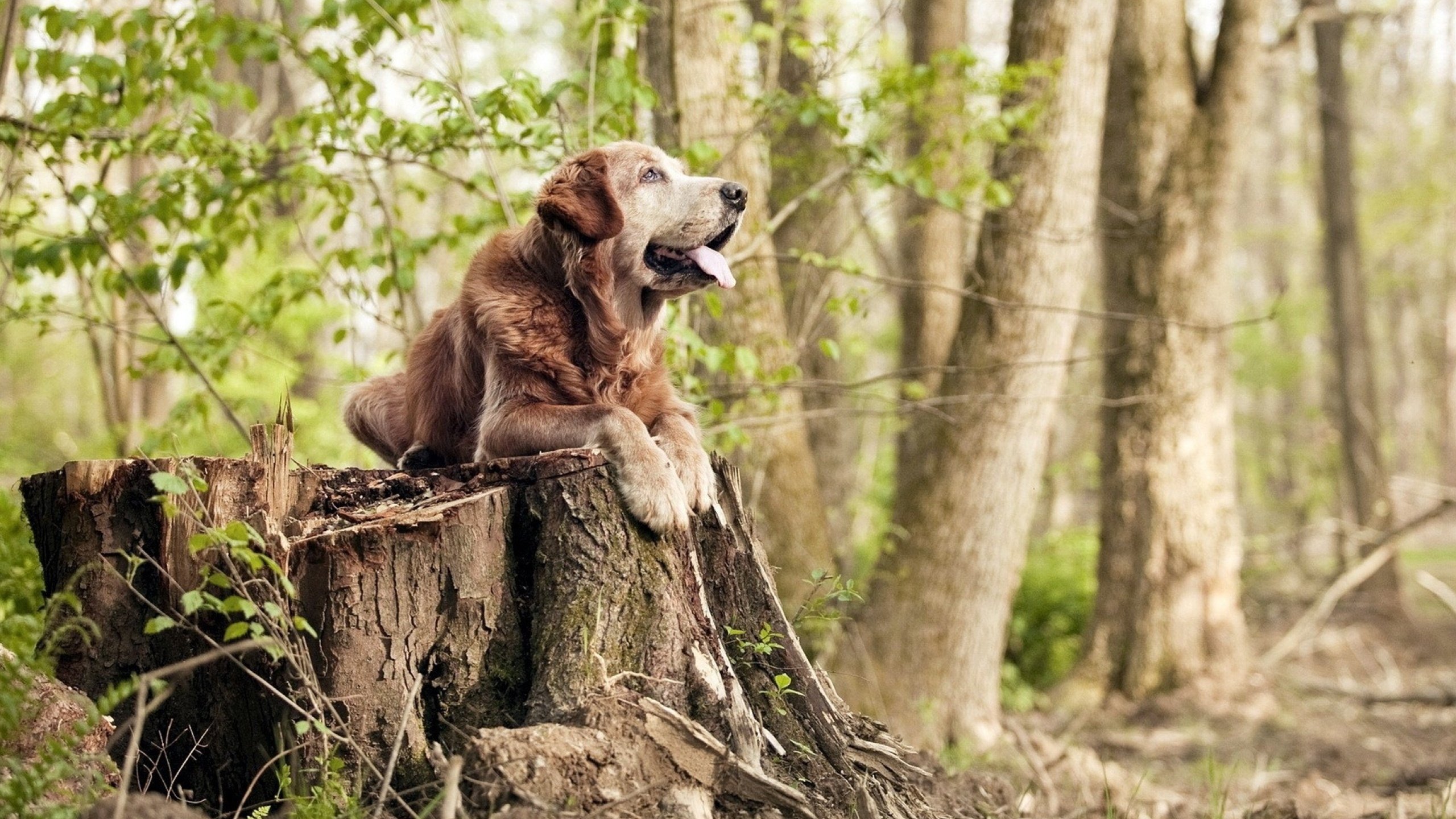 约基奇转会首秀惊艳,湖人加时鏖战力克凯尔特人迎转折