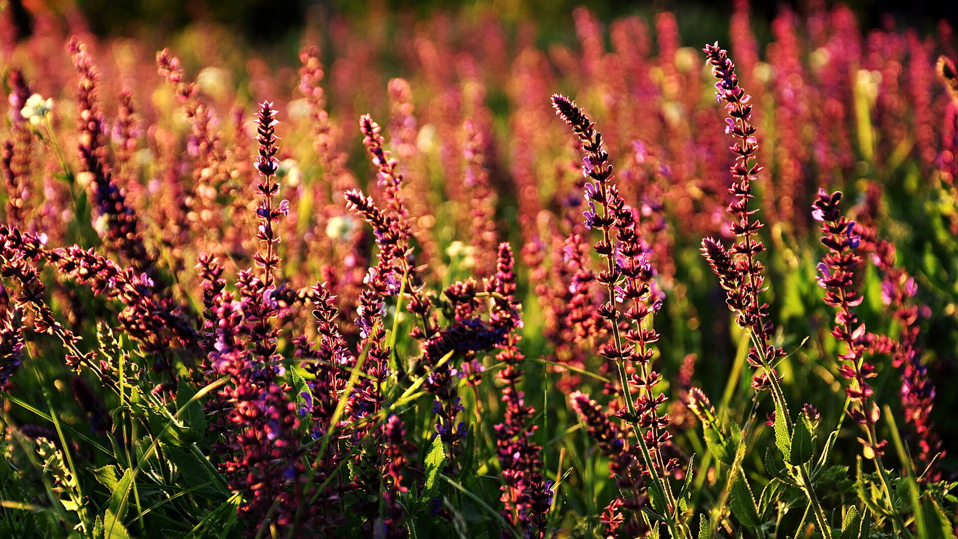 单刀赴会，F1街道赛之夜，库里于钢铁围城中奏响三分狂想曲