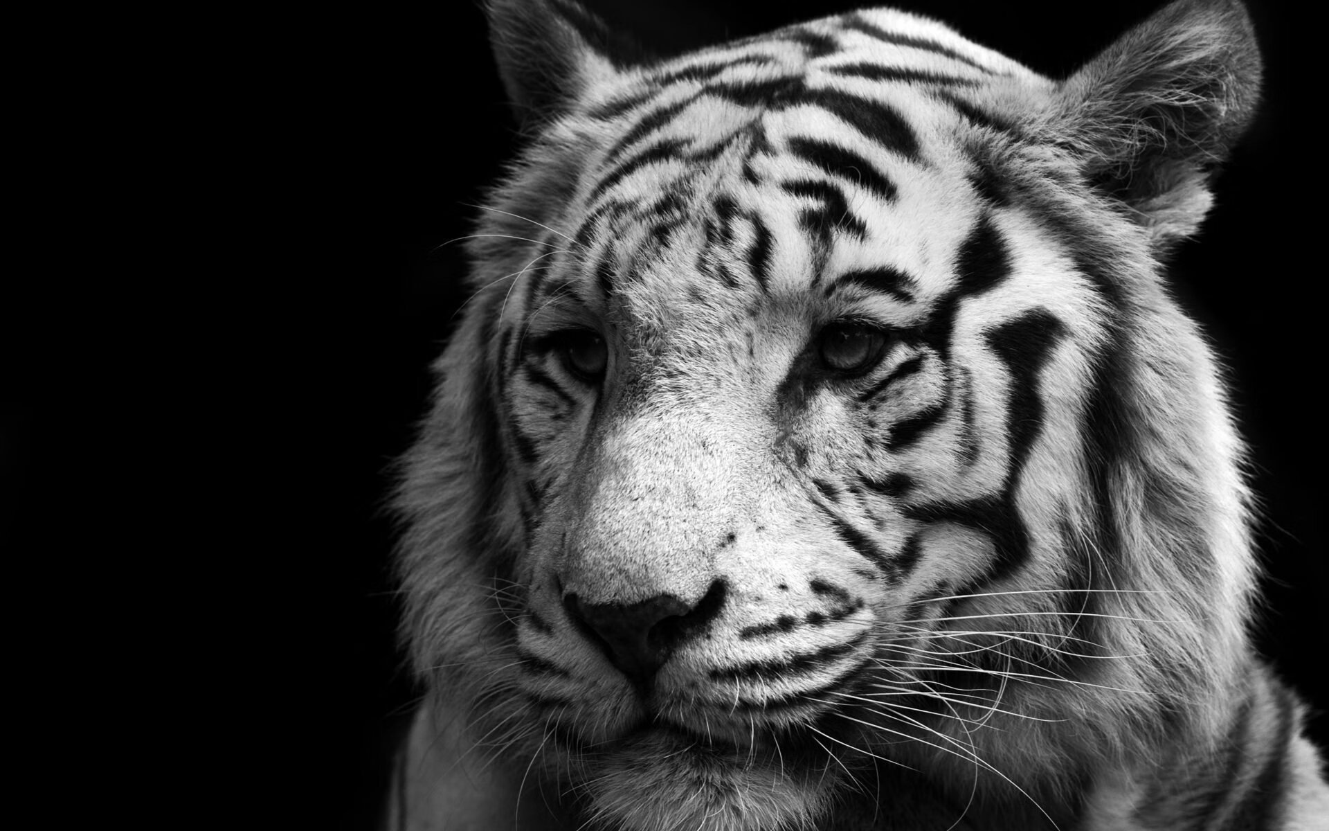 焦点战的双重证明,佩德里与一场不存在的对决的启示